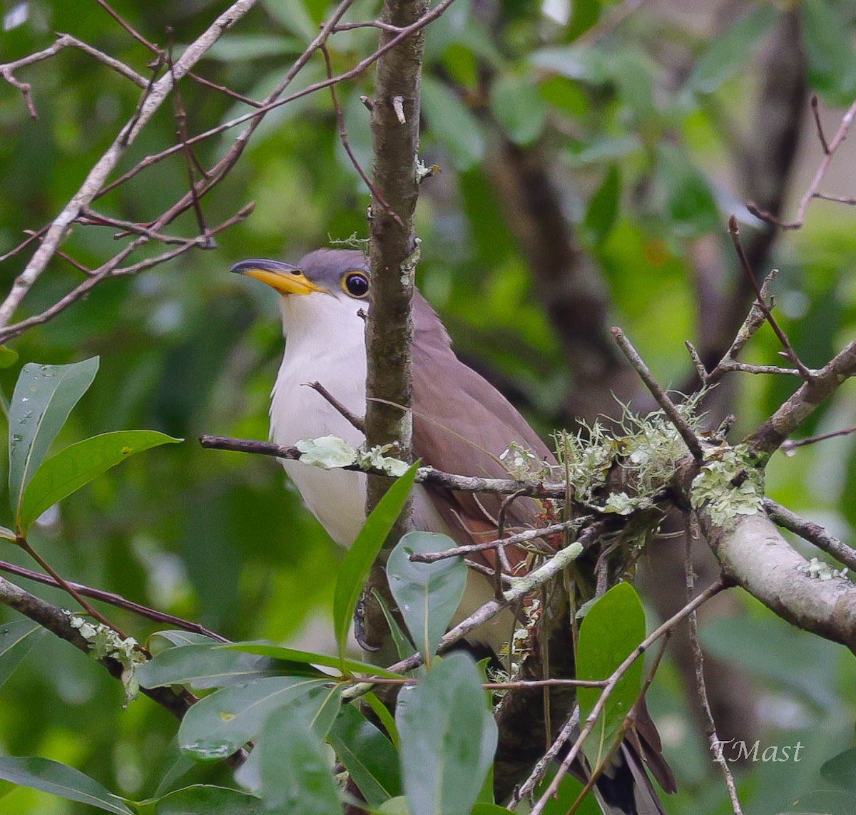 Yellow-billed Cuckoo - ML325198391