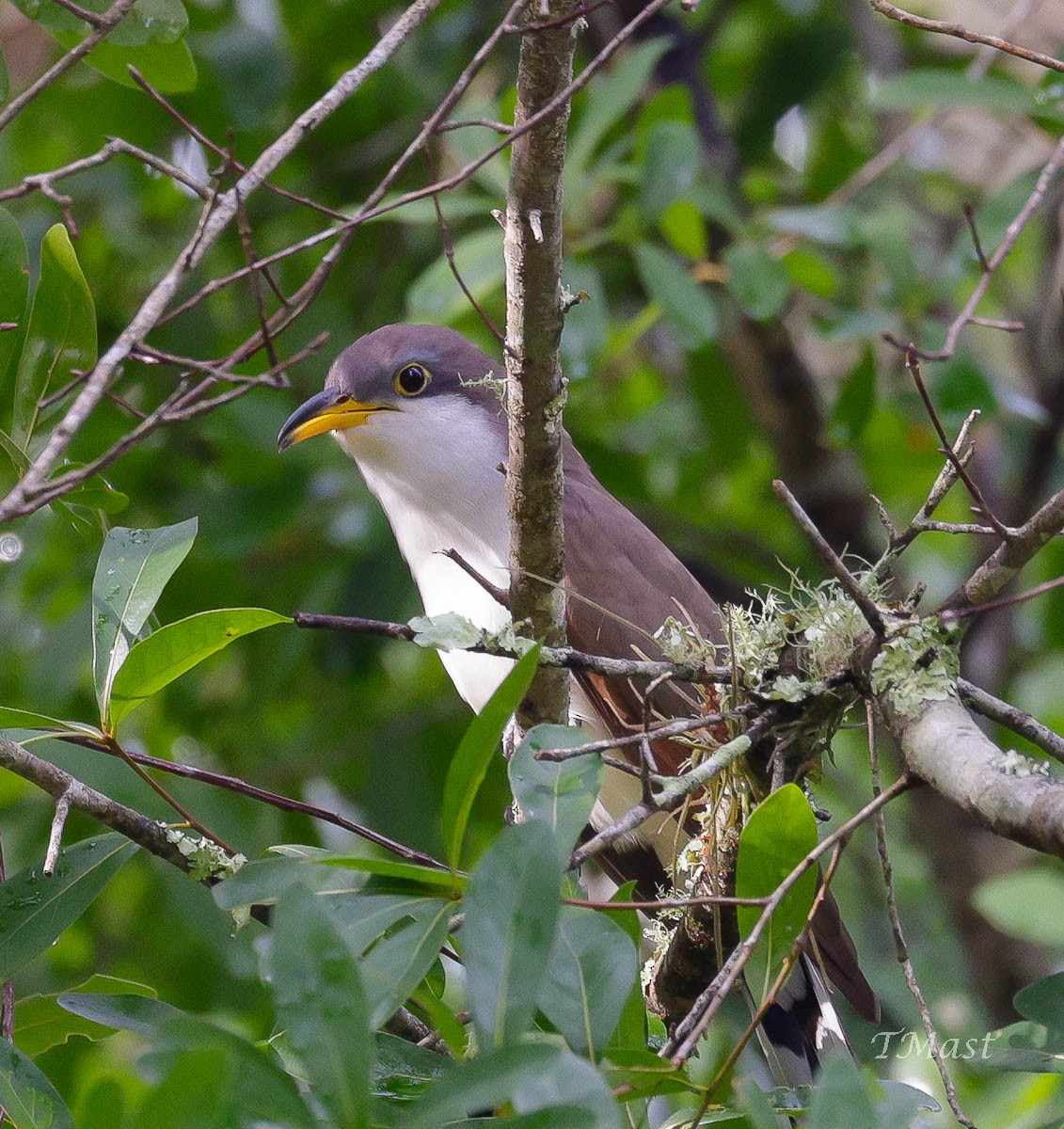 Yellow-billed Cuckoo - ML325198411