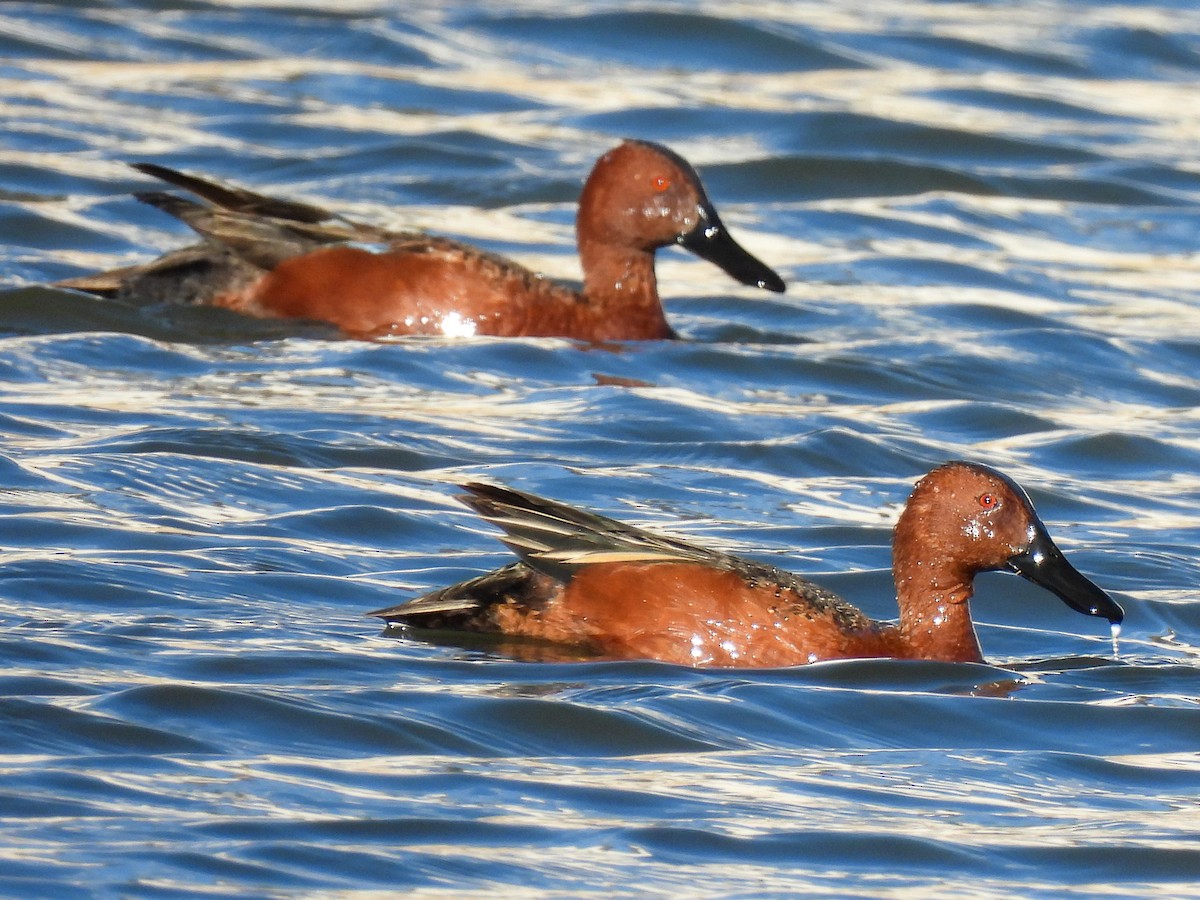 Cinnamon Teal - ML325198611