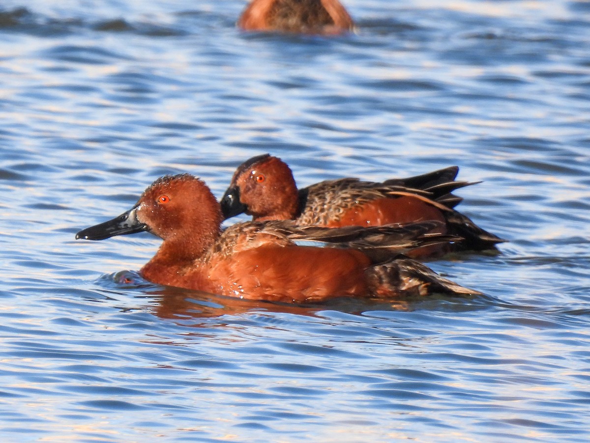 Cinnamon Teal - ML325198631