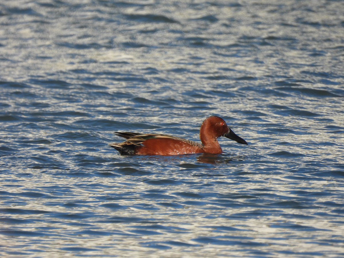 Cinnamon Teal - ML325198661