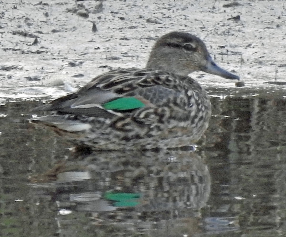 Green-winged Teal - ML325198871