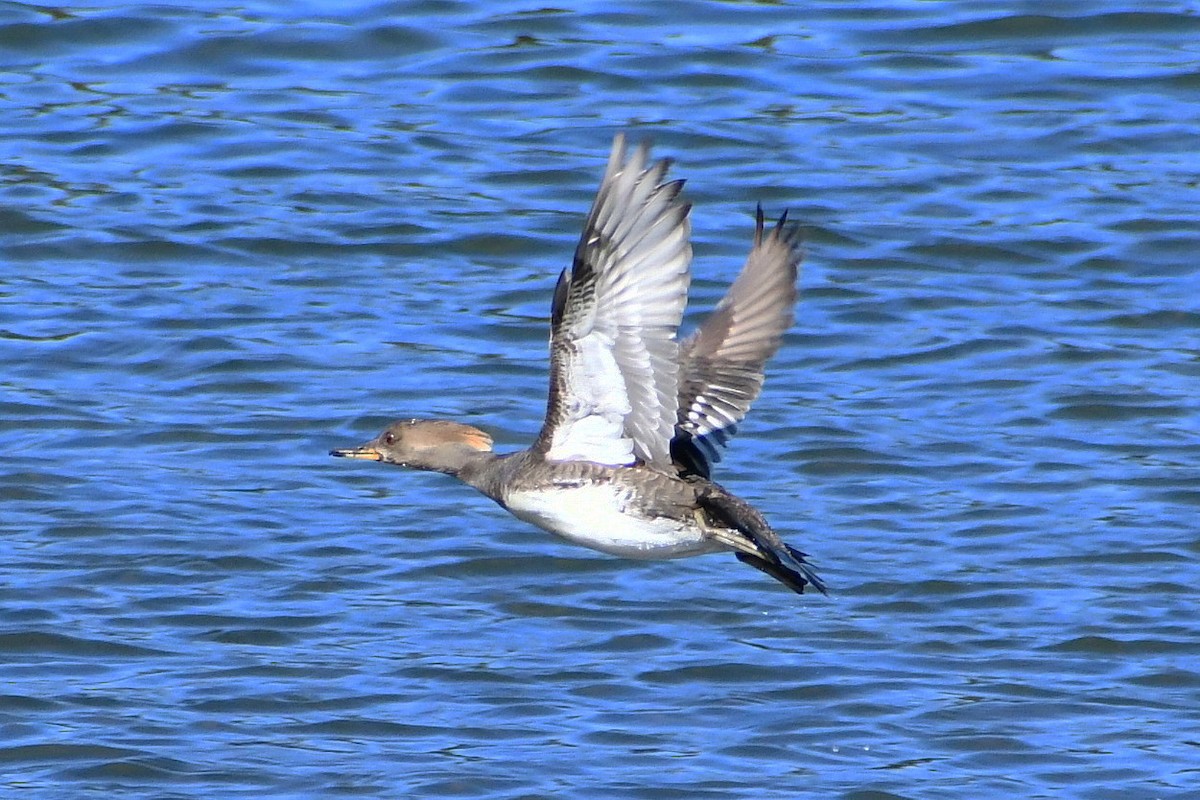 Hooded Merganser - ML325199061