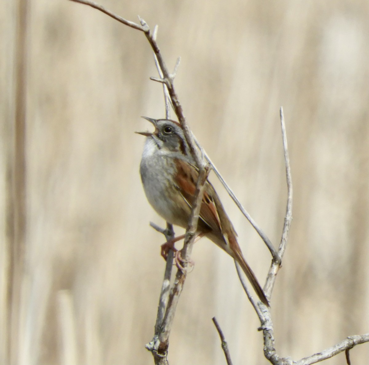 Swamp Sparrow - ML325200311
