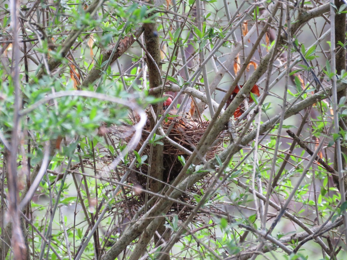 Northern Cardinal - ML325201711