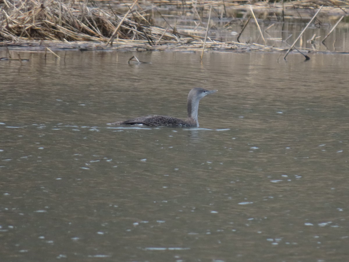 Red-throated Loon - ML325202271