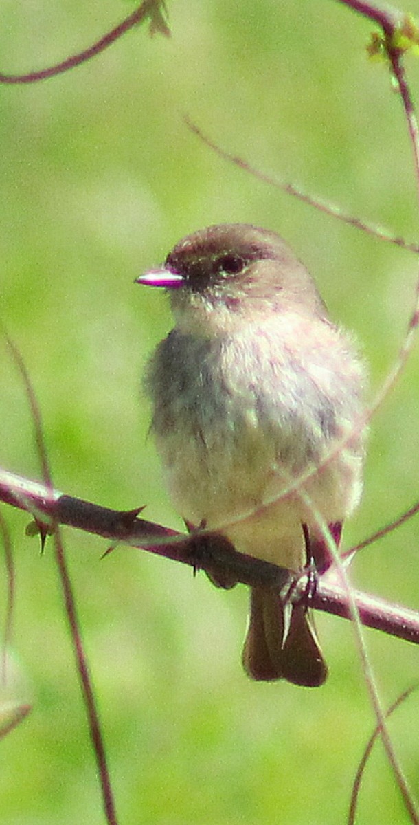 Eastern Phoebe - ML325202441