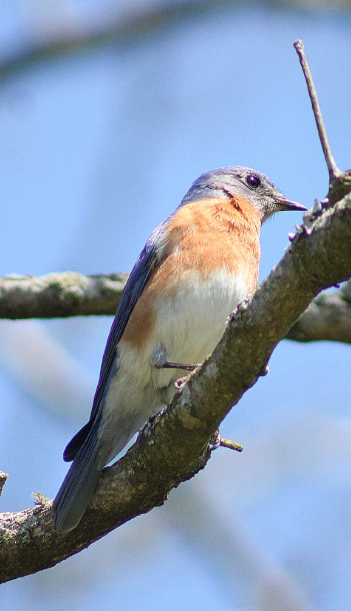 Eastern Bluebird - ML325202541