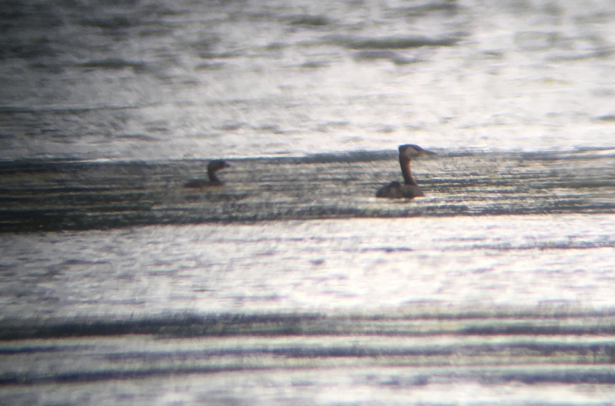 Pied-billed Grebe - ML32520261