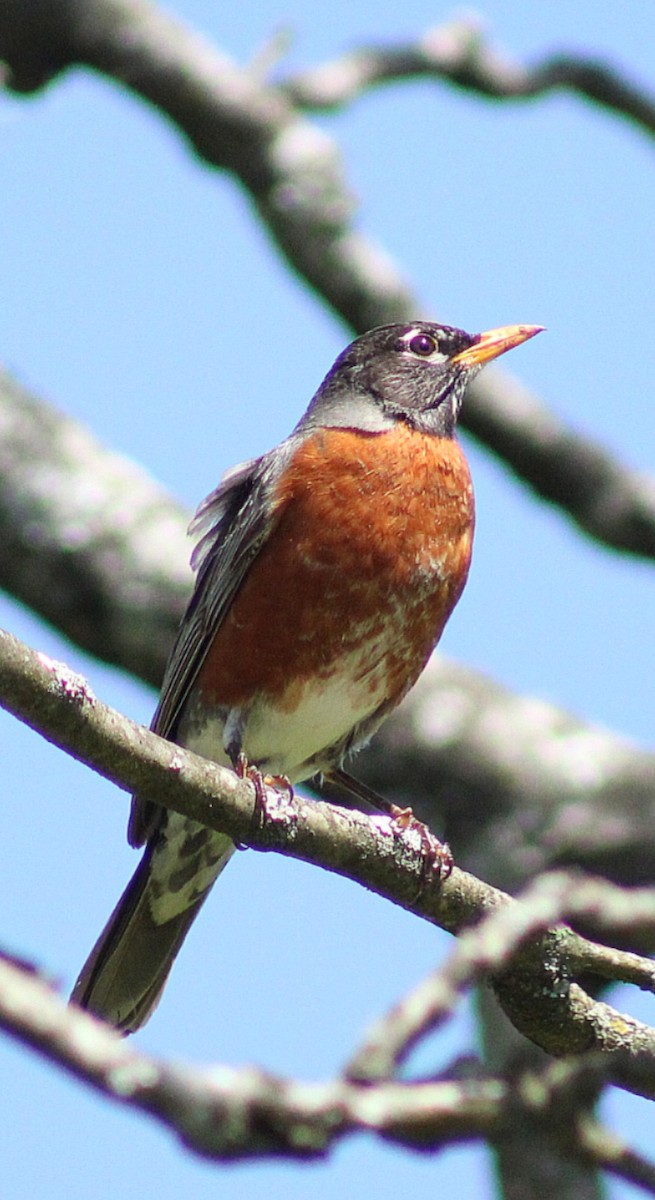 American Robin - ML325202641