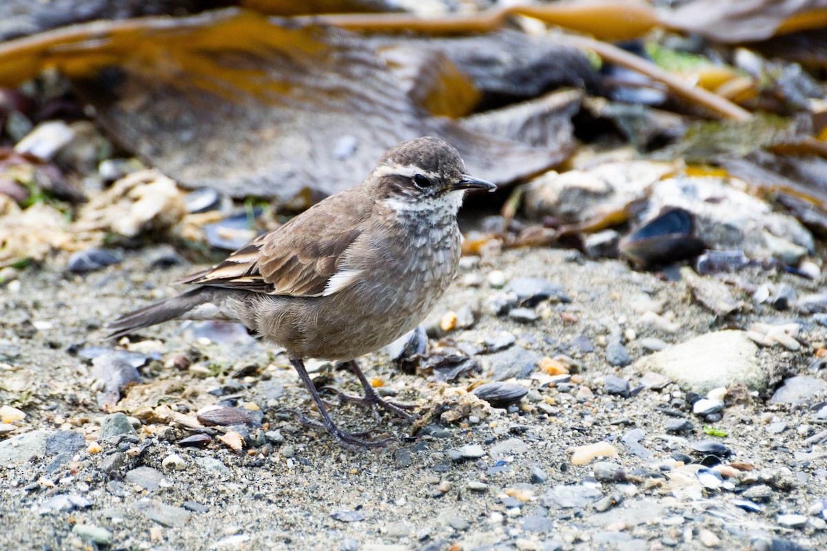 Buff-winged Cinclodes - ML325209341