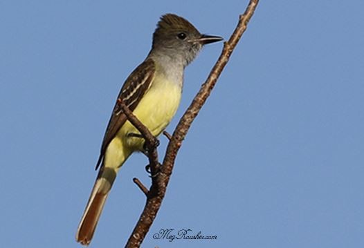 Great Crested Flycatcher - ML325211481