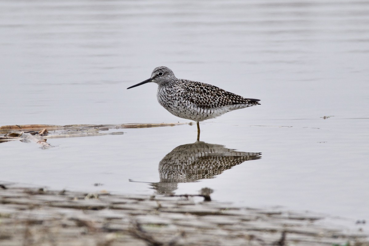 Greater Yellowlegs - Ian Jarvie