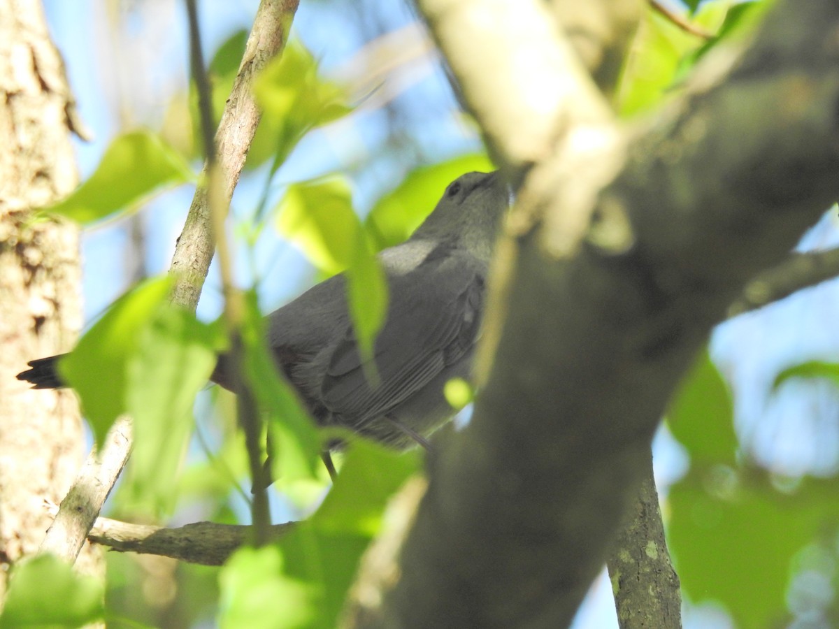Gray Catbird - Tad Guidry