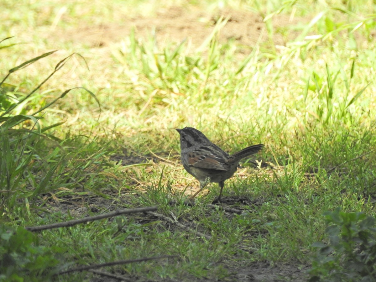 Swamp Sparrow - ML325213331