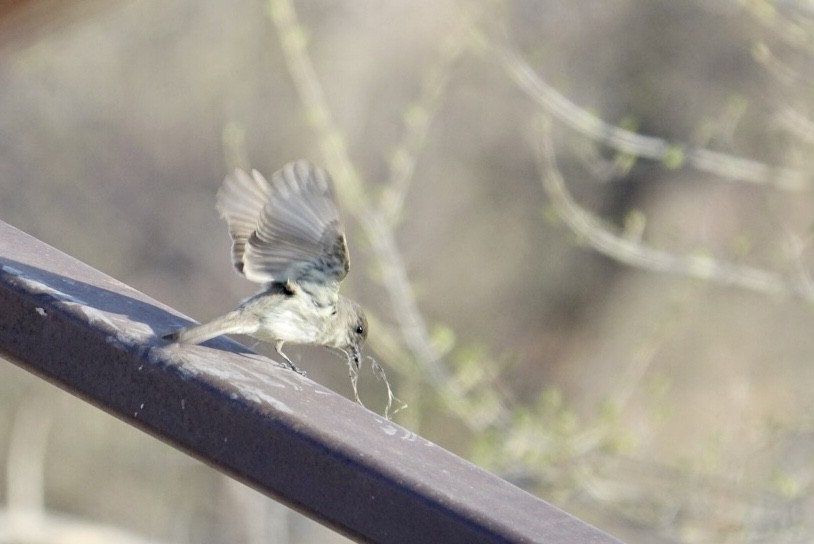 Eastern Phoebe - ML325215041