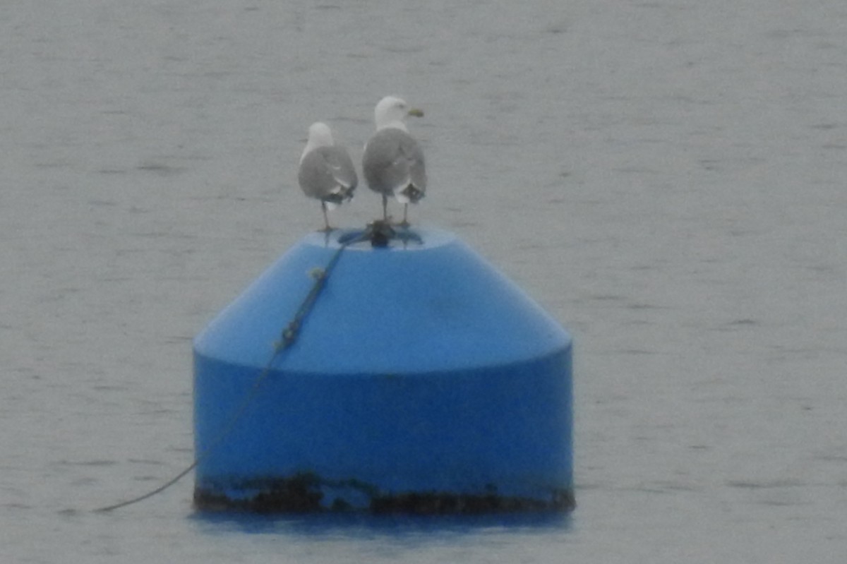 Yellow-legged Gull - ML325217581