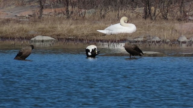 Common Eider - ML325217821