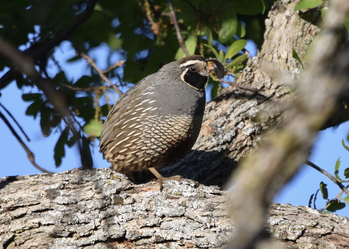 California Quail - Carolyn Harris