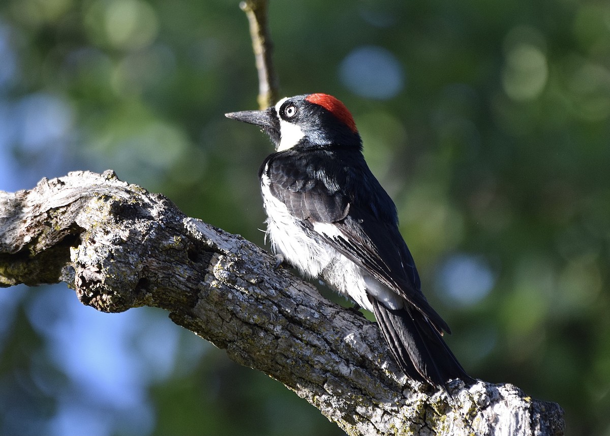 Acorn Woodpecker - Carolyn Harris