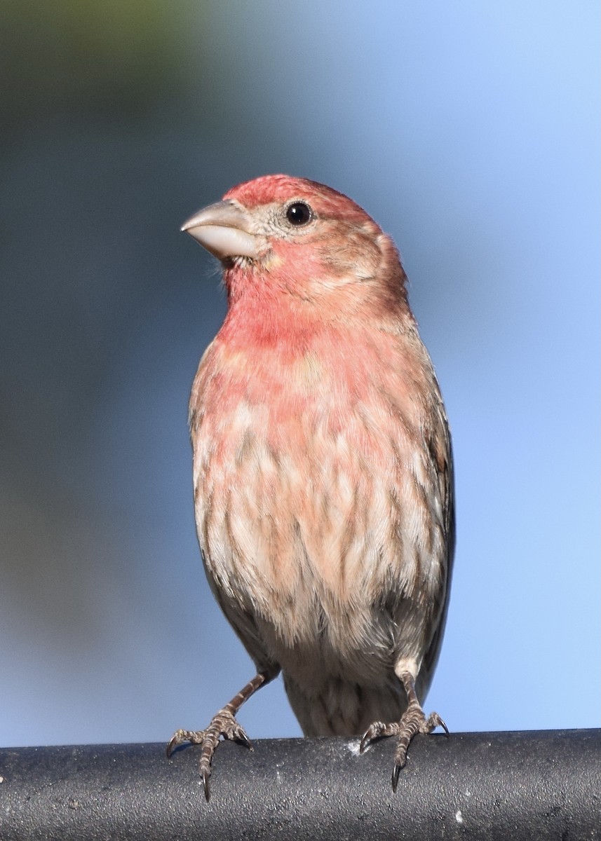 House Finch - ML325219481