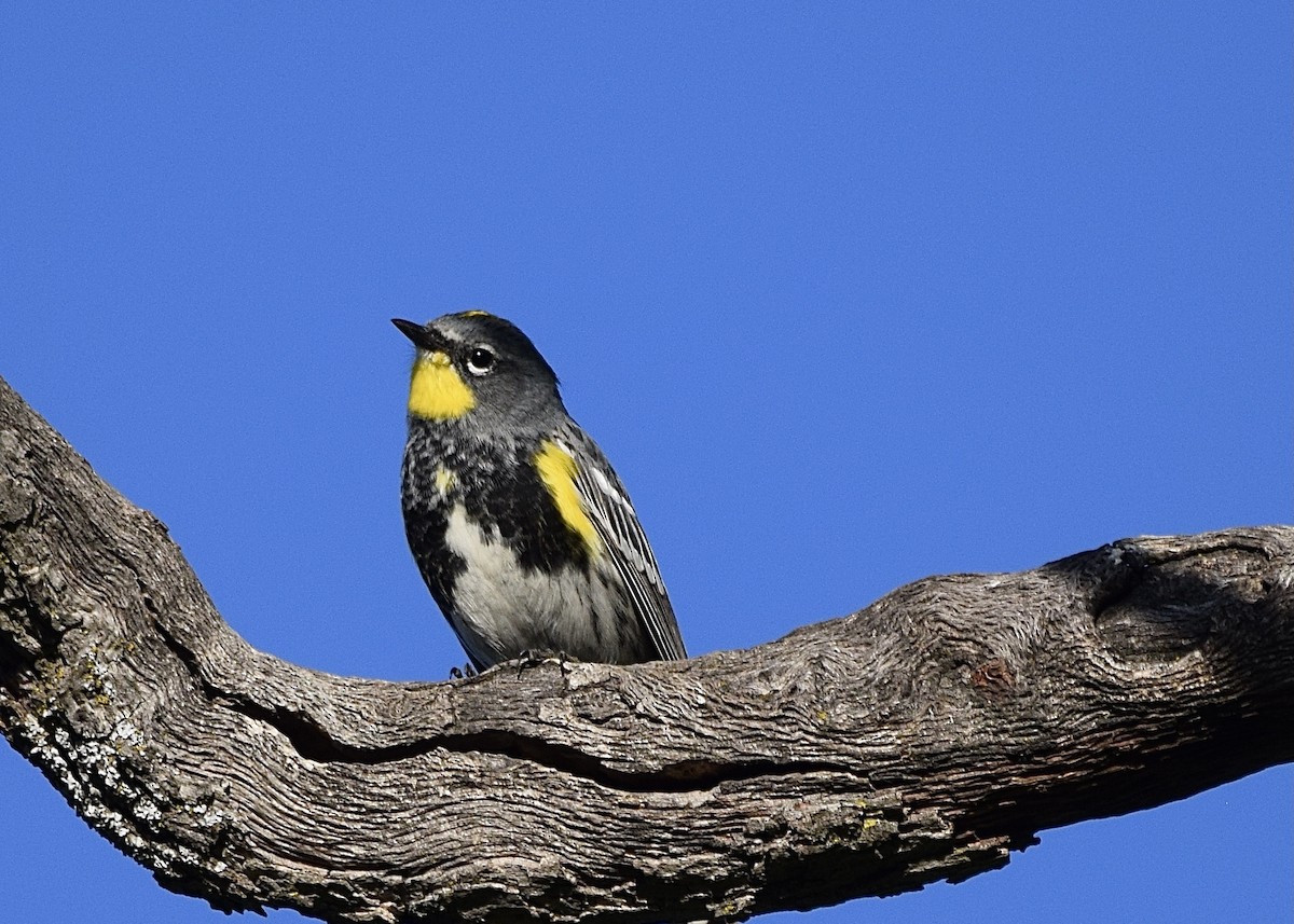 Yellow-rumped Warbler - ML325219751