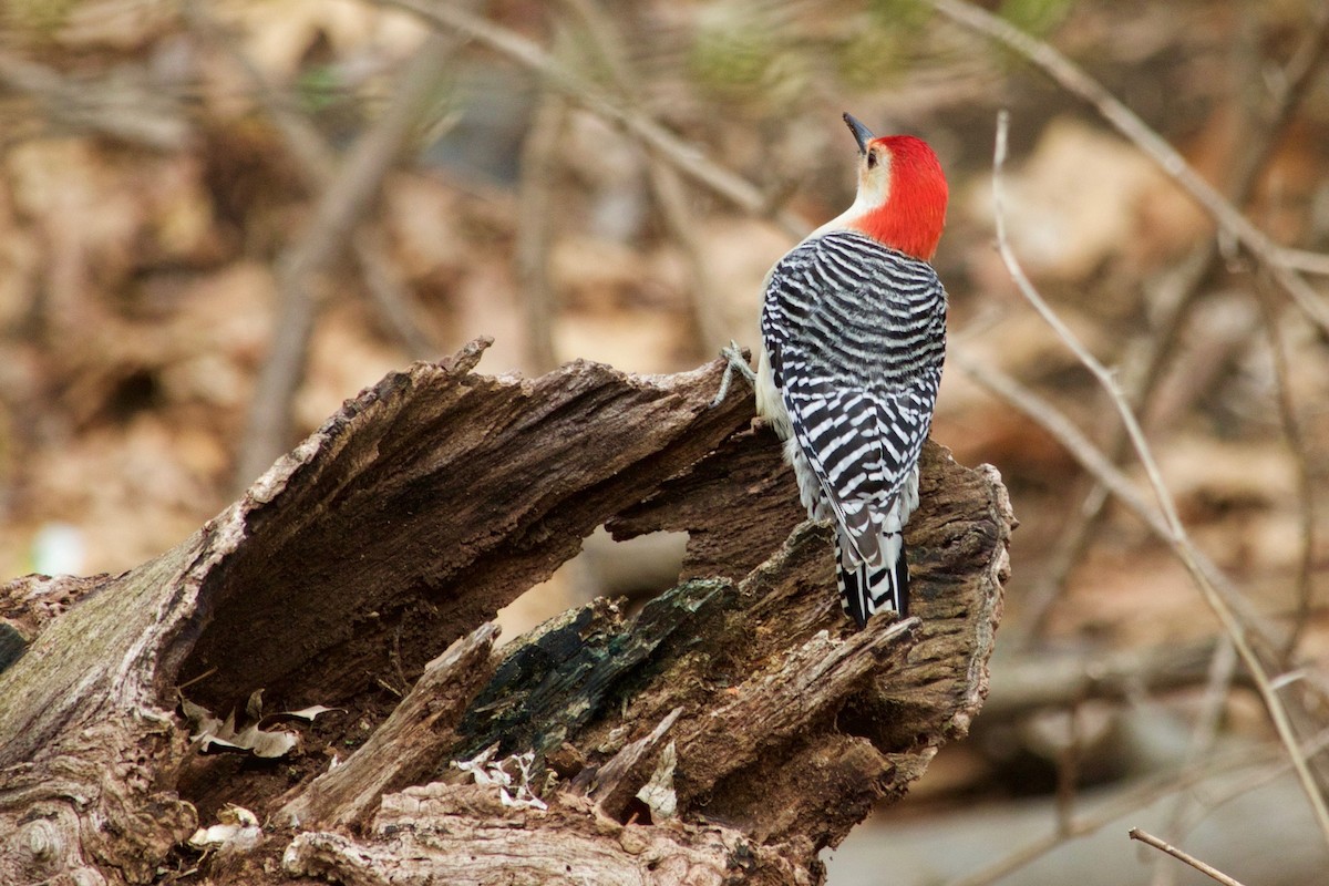 Red-bellied Woodpecker - ML325219761