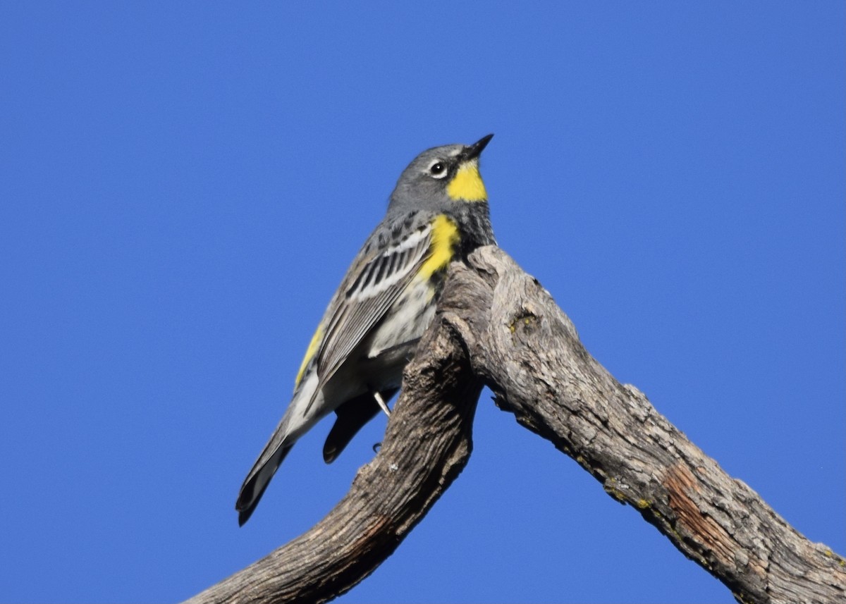 Yellow-rumped Warbler - Carolyn Harris