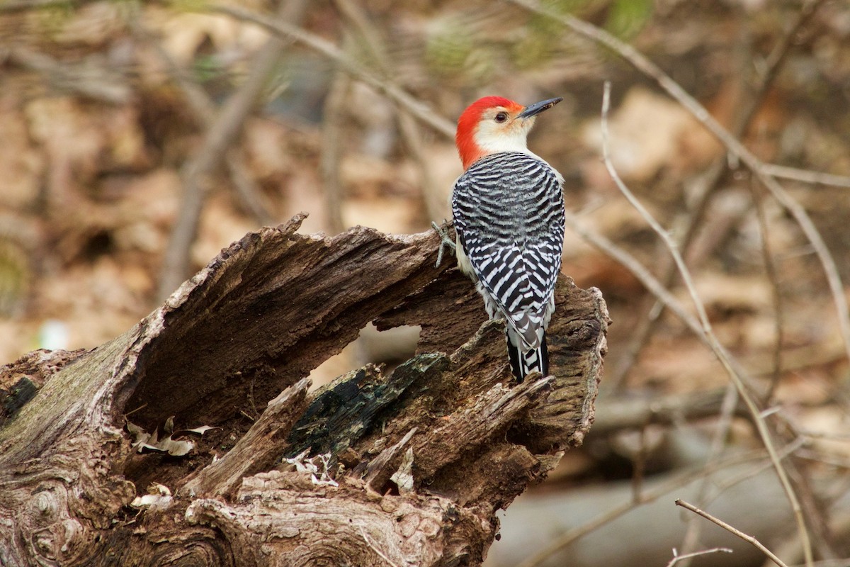 Red-bellied Woodpecker - ML325219791