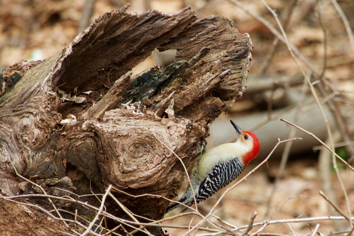 Red-bellied Woodpecker - ML325219801