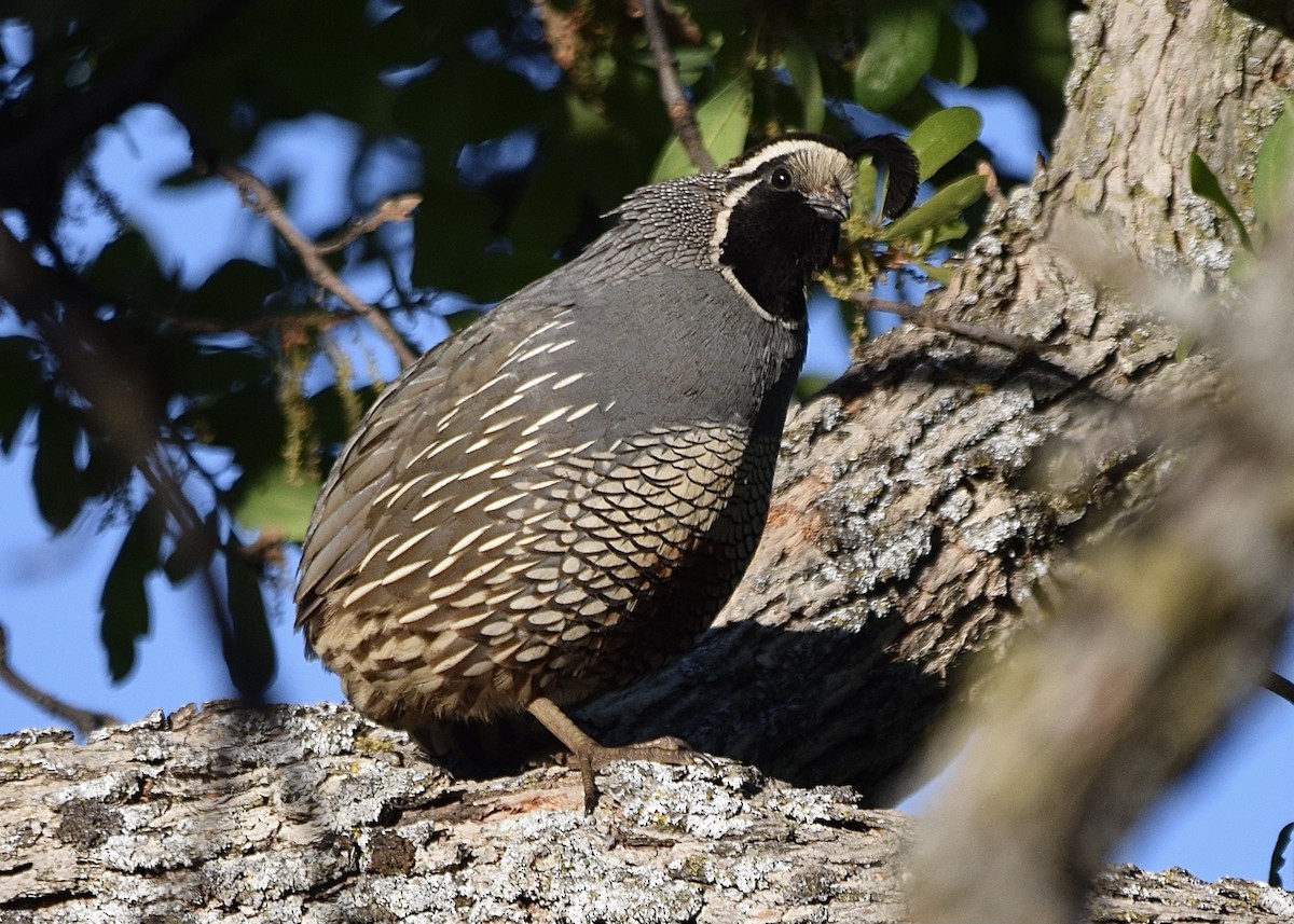 California Quail - Carolyn Harris