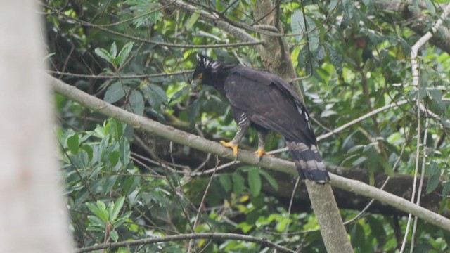 Águila Negra - ML325221611