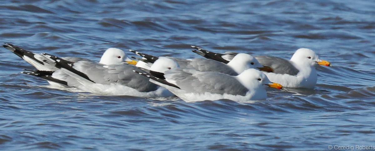 California Gull - ML325222201