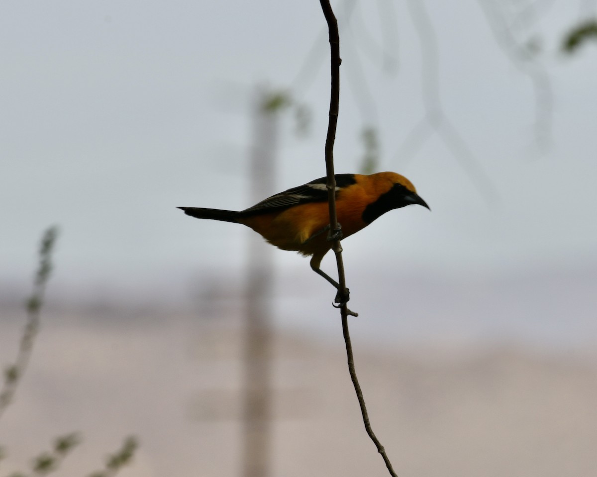 Hooded Oriole - ML325223241