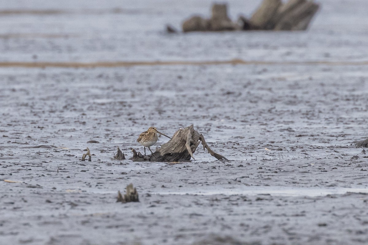 Common Snipe - ML325224431