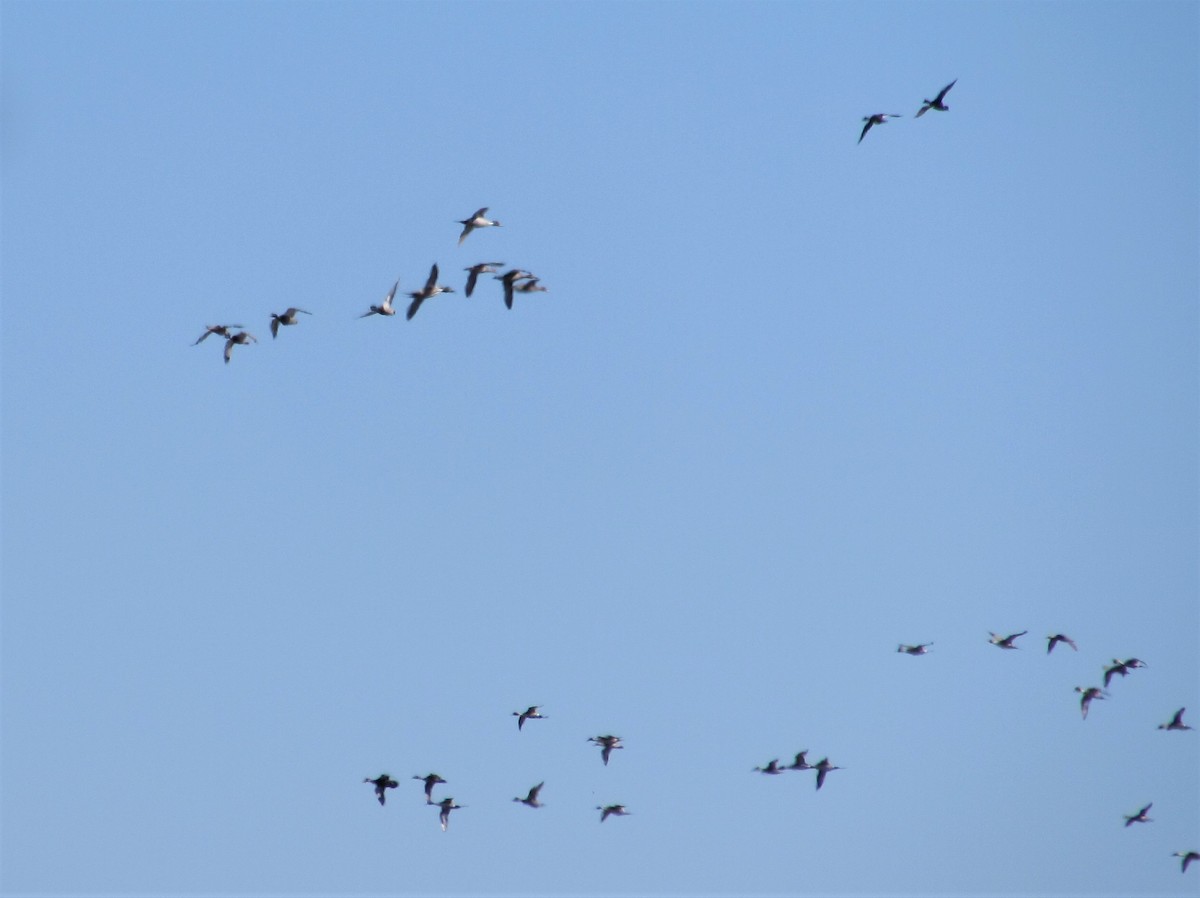 オナガガモ - ML325226311