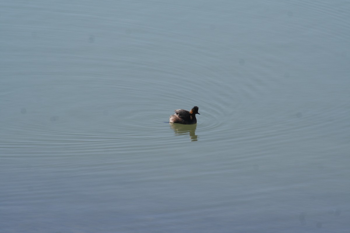 Eared Grebe - ML325226551