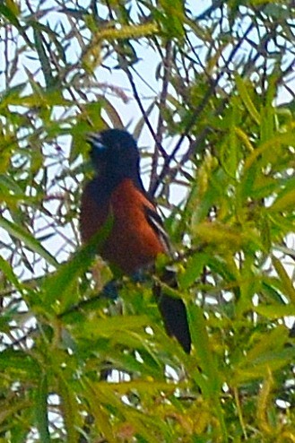 アカクロムクドリモドキ - ML325227671