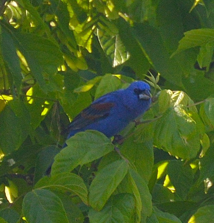 Blue Grosbeak - ML325227771