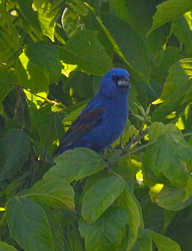 Guiraca bleu - ML325227871