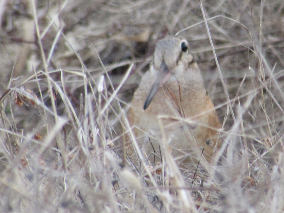 American Woodcock - ML325227911