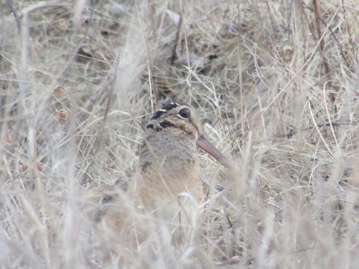 American Woodcock - ML325227921