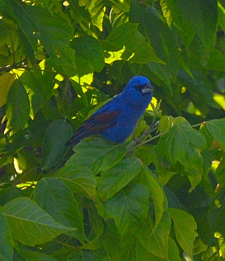 Blue Grosbeak - Kevin James