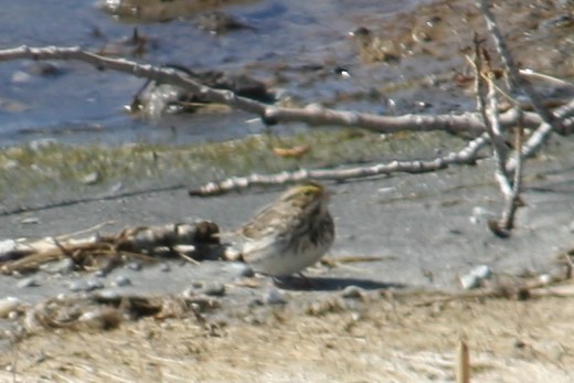 Savannah Sparrow - ML325228191