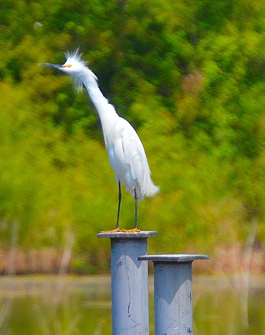 Snowy Egret - ML325228771