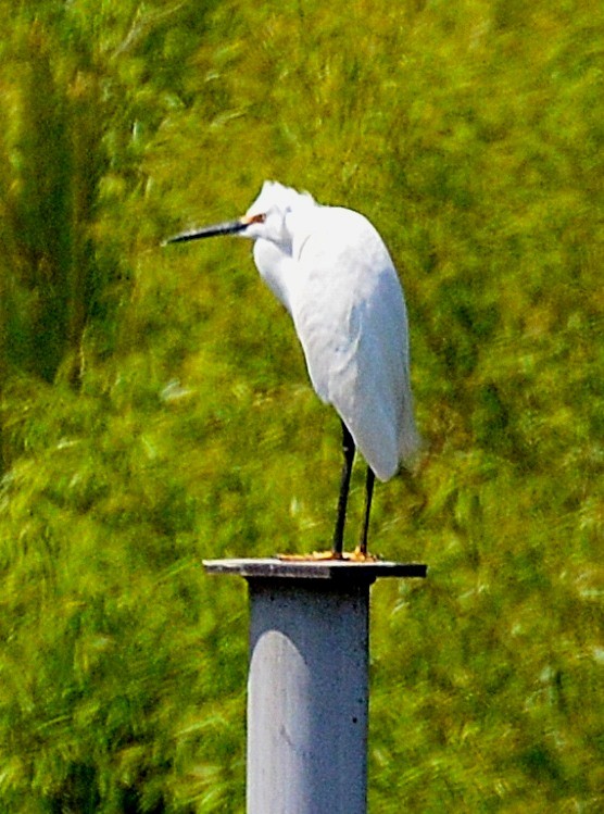 Snowy Egret - ML325228881