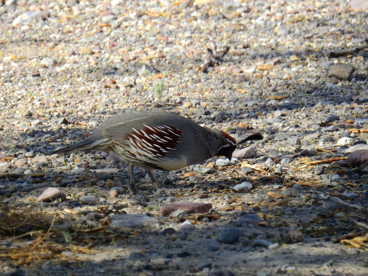 Gambel's Quail - ML325228991