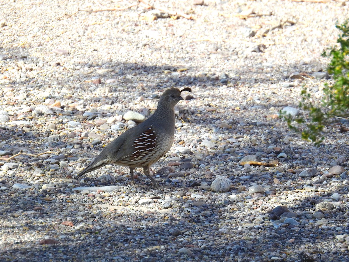 Gambel's Quail - ML325229301