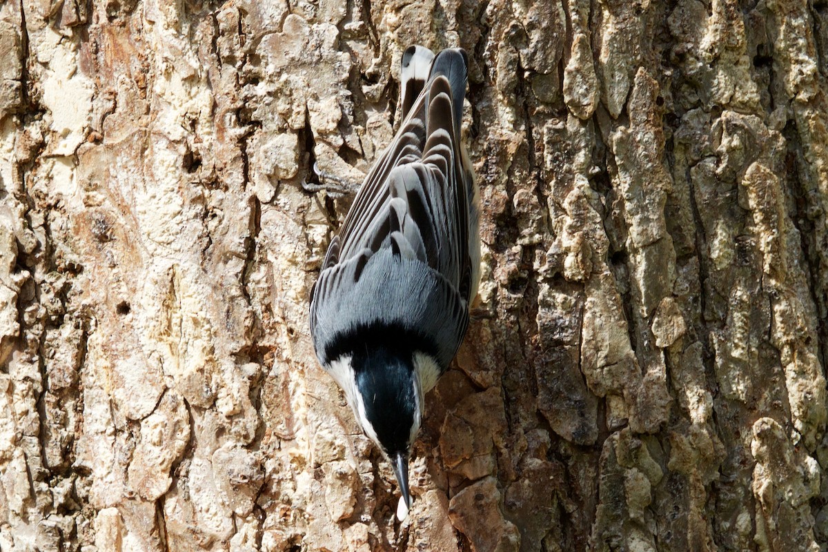 White-breasted Nuthatch - ML325229491