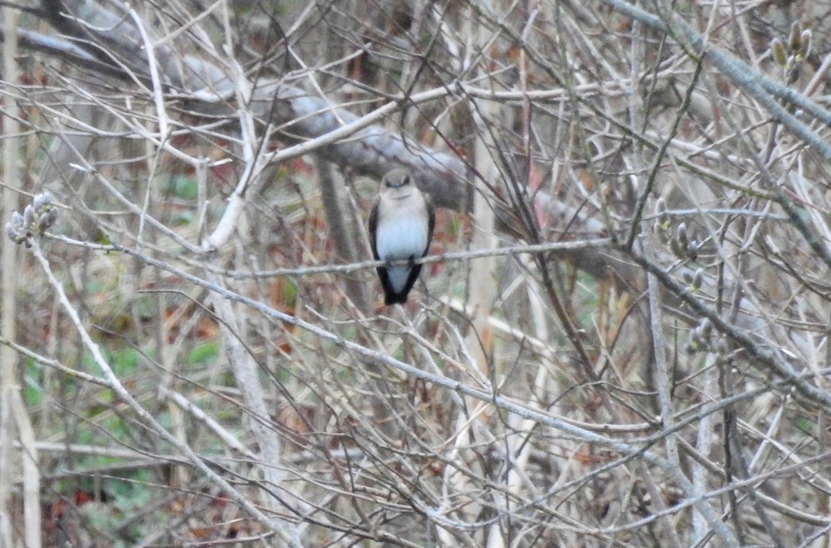 Northern Rough-winged Swallow - ML325230551